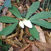Helleborus niger, Ranunculaceae (Rosa di Natale).