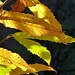 Colori delle foglie 3