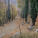 Prima del palo sulla destra c'é una traccia di sentiero che porta ad Eupilio attraverso il bosco.