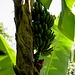 Bananen-Fruchtstand © Bauke