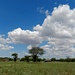 an Masai-Behausungen vorbei, mit dem faszinierenden Himmel über der Weite Afrikas ...