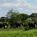 Viele Elefanten treffen wir bereits auf der Anfahrt an ...