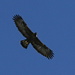 The (golden) eagle flying above my head