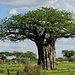 welch schöner Baobab (Afrikanischer Affenbrotbaum)! ...