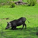 typische Fresshaltung des Warzenschweines; im Vordergrund die beachtlich grossen Ausscheidungen von Elefanten © Moni