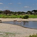 attraktiv die Szene mit den Zebras an der Wasserstelle © Moni