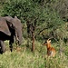der Impala-Bock scheint vor dem Gras fressenden grossen Elefanten nichts befürchten zu müssen © Moni