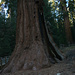 Klettern an einer Riesen-Sequoia