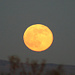 Mondaufgang in der Mojave-Wüste