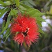 Blüten der Zylinderputzerart Callistemon viminalis. Der kleine Baum stammt aus Australien, wird aber überall in tropischen Gebieten als Zierpflanze geschätzt.