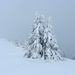 Trotz Nebel, einfach nur schön diese Winterlandschaft