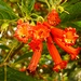Blüten von einem mir unbekannten Baum vor unserer Unterkunft in Quito. Wer weiss mehr über die Spezies?