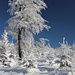 Unterwegs zum Pramenáč - Am Wegrand auf ca. 880 m, unweit des Wegabzweigs zum Pramenáč-Gipfel.