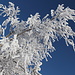 Unterwegs zum Pramenáč - "Winterdeko" am Wegrand während des Schlussaufstiegs zum Gipfel.