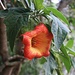 Blüte einer Engelstompete der Art Brugmansia sanguinea im Krater Pululahua. Der giftige, kleine Baum ist heimisch in den Anden von Kolumbien bis Nordchile an feuchten Standorten zwischen 2000m und 3000m.