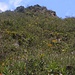 Steil führt die Route durch dichten Unterwuchs hinauf zum Gipfel vom Cerro el Chivo (2785m).