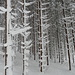 mitten im Wald