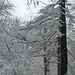 viel Schnee und Baum
