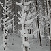 Baum und Schnee