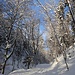 ein Winter-Traum-Weg