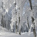 stundenlang könnten wir in dieser herrlichen Winterlandschaft weitergehen