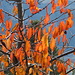 letzte Kirschbaum-Blätter