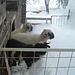 04.12.2012: heute wollen die Schafe nicht weiter  hinaus