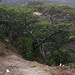Einen mir unbekannten Baum, wahrscheinlich der Gattung Acacia (?), die ich unterwegs von Quito nach Otavalo fotografierte.<br /><br />Wer weiss mehr? Ein witeres Foto der Pflanze ist auf den nächsten Bild.