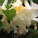 Blüten der Engelstrompete. Die genaue Art der Giftpflanze ist Brugmansia arborea.