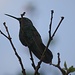 Ein Kolibri vor unserer Unterkunft in Quito. Möglicherweise ist es ein Tier der Art Colibri coruscans oder Colibri thalassinus. Wer weis mehr?