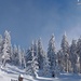 Panorama des stocksteif gefrorenen Waldes.