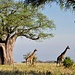 endlich sichten wir auch die Giraffen ... © Moni