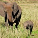 und wieder begeistern uns die Elefanten; noch einmal eine Mutter mit "Kleinkind" © Moni