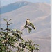 Sfrancioc mare - Lanius excubitor - Great Grey Shrike