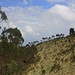 In den mittleren Lagen der ecudorianischen Anden prägen Grasflächen und unzählige Bäume des Blauen Eukalyptus (Eucalyptus globulus) das Landschaftsbild.