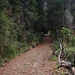 Zuerst wanderten wir auf einem mit bäumen gesäumten Fahrsträsschen wenig ansteigend in Richtung Pasochoa.
