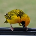 ... diese farbenprächtigen Vögel © Moni