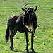 originell, dieses Gnu © Moni