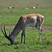 mächtiger Impala-Bock © Moni