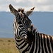 ein Zebra kommt selten allein ... © Moni