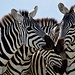 ... schöne Zebra-Gruppe 1 ... © Moni