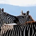 ... schöne Zebra-Gruppe 2 ... © Moni