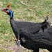 was für ein Huhn! © Moni