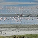 Tausende von Flamingos bevölkern den Lake Magadi ...