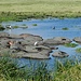 ... wie kleine schwimmende Inseln ...