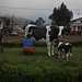 Zwei Kühe und eine Bäuerin aus Plastik stehen auf dem zentralen Platz von El Chaupi (3345m). Die ganze Region ist von Milchwirtschaft geprägt.
