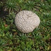 Der Pilz der Art Lycoperdon cretaceaum wächst auf 4200m im Páramo. Andere Arten von Lycoperdon kennt man in Mitteleurapa als Speisepilze.