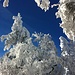 ... und kunstvollen winterlichen Baum-"Skulpturen" 3 ...