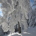 ... mit kunstvollen winterlichen Baum-"Skulpturen" 1 ...