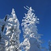 ... und kunstvollen winterlichen Baum-"Skulpturen" 2 ...